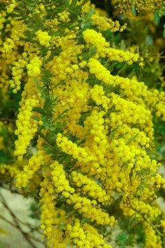 Yellow mimosa flowers that signal the arrival of spring.