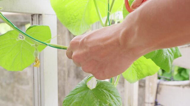 Close Up of Pruning Shears Cutting an Extra Melon Vine near a Support, Showing Plant Training for Orderly Growth And Improved Fruit Production