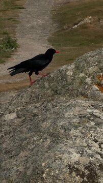 Rare red-billed chough climbing steep coastal rock using short fluttering wing hops on cliffside
