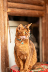 cat on the window © Mac de Guzmsn