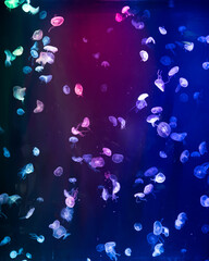 Glowing Jellyfish in Neon Light © Jaegeun Park