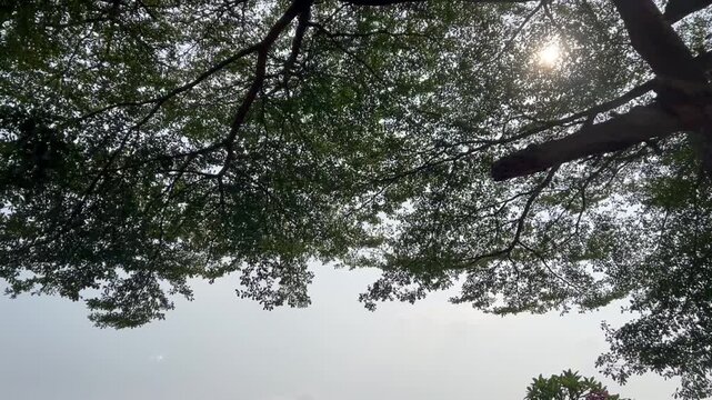 Majestic broadleaf tree canopy with dense green foliage and sunlight shining through the branches against a bright sky. The natural backlighting creates a dramatic silhouette