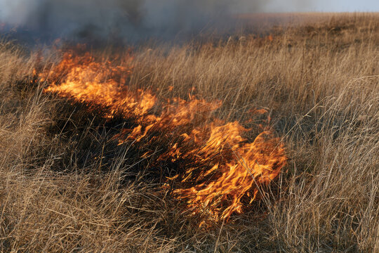 This dramatic scene captures vibrant flames consuming dry grass in an open field, reflecting the intensity and potential danger of wildfires and their environmental impact.