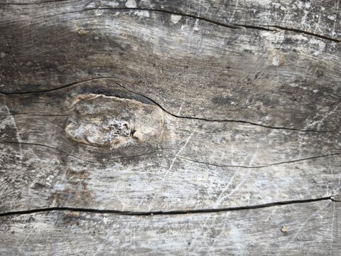 Detailed close up of weathered gray tree bark with natural cracks and grain