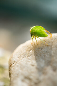 Green buffalo treehopper (Stictocephala bisonia) on stone, macro insect photography, nature and biodiversity concept