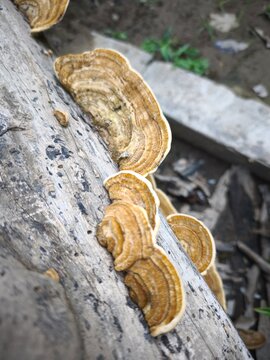 Wild bracket mushrooms growing on a decaying fallen log in the forest