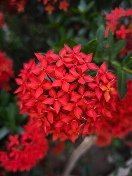 Vibrant red flower cluster blooming in a lush green garden setting