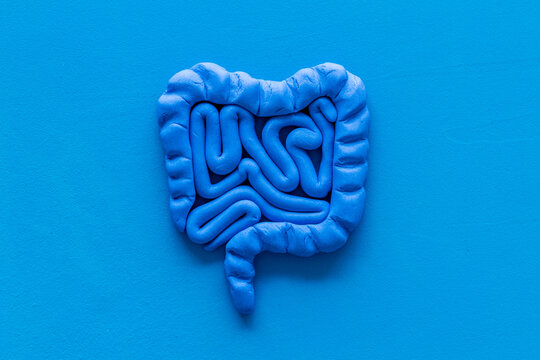 Intestines health. Guts on blue background top view copy space