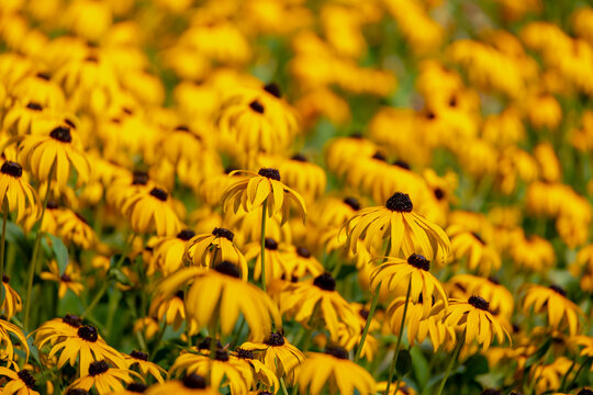 Selective focus of golden yellow flowers in garden, Rudbeckia fulgida the orange coneflower or perennial coneflower is a species of flowering plant in the family Asteraceae, Natural floral background.