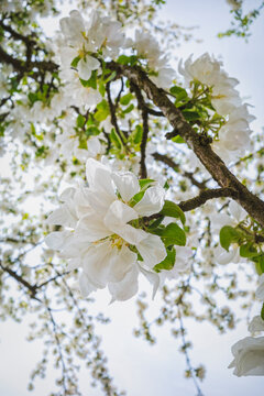 Tree blooming flowers in springtime - apple blossom against sky
