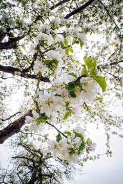 Apple  tree blooming flowers in springtime at a sunny day
