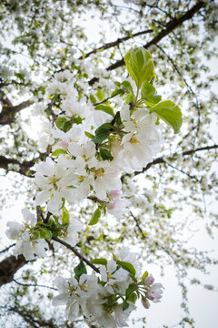 Apple tree blooming flowers in springtime at daylight