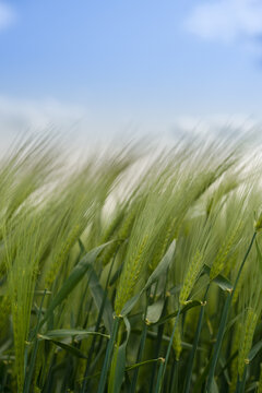 Green barley field blowing in wind under blue sky, organic agriculture and young cereal crop concept background with copy space