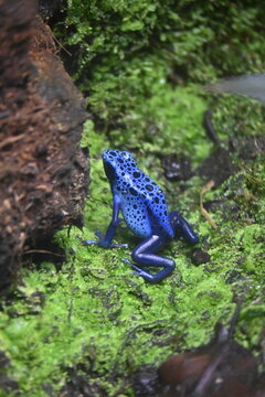 Blue poison-dart frog