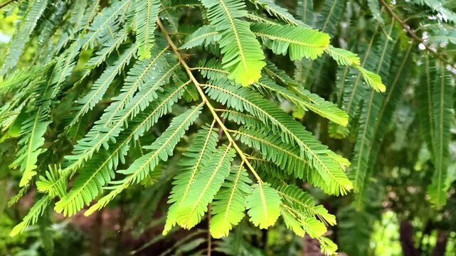 Close up shot of fresh green feather like pinnate leaves of tree in morning light