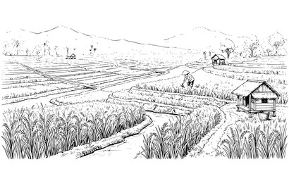 Fototapeta premium Expansive Rice Farming Paddy Field Rural Landscape Black White Vector Illustration