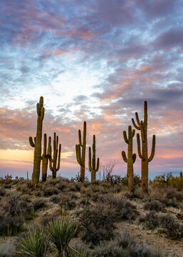 Vertical View Stand Of Saguaro Cactus Sunrise Time In Arizona Desert 