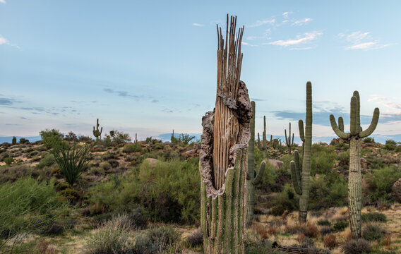 Damaged Saguaro Cactus With Ribs Exposed in Arizona Sonoran Desert 