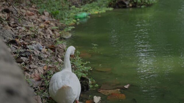 White Swans Walking Near Lakeside