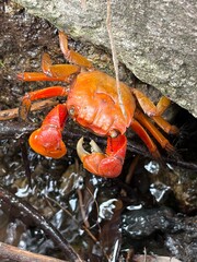 crab on the side ditch © Rinko Yamaga