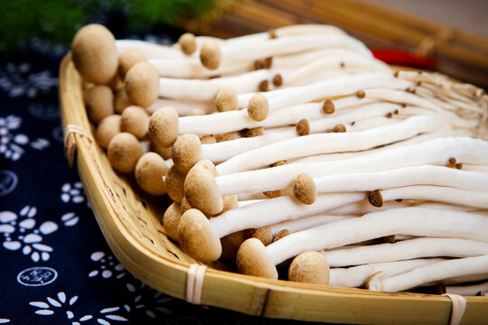 Fresh brown shimeji mushrooms raw edible fungi