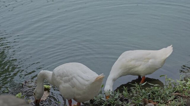 White Swans Walking Near Lakeside