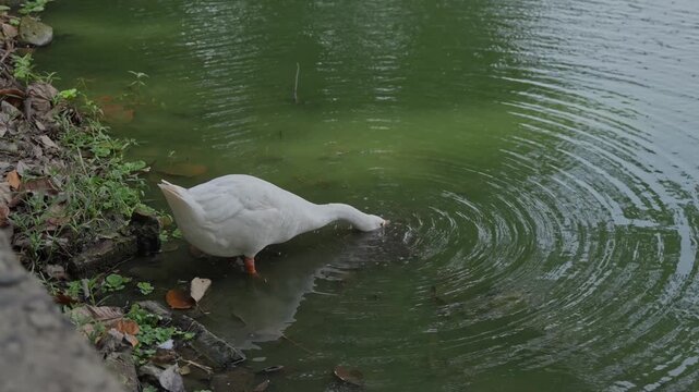 White Swans Walking Near Lakeside