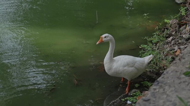 White Swans Walking Near Lakeside