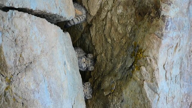 Three Pallas's Cat Kittens Playing from Ladakh, India.