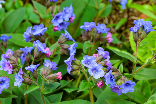 Cobalt blue pulmonaria flowers blooming in the spring garden.