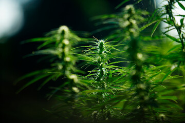 Close-up of Cannabis Plant with Bright Green Leaves and Flowering Buds in Natural Light © sakhorn38