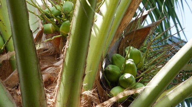 Close-up of young green coconuts clustered on a fruiting palm tree against the sky. Tropical produce.