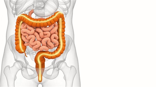 3D Medical Animation of Human Intestines and Colon Digesting on White Background Copy Space