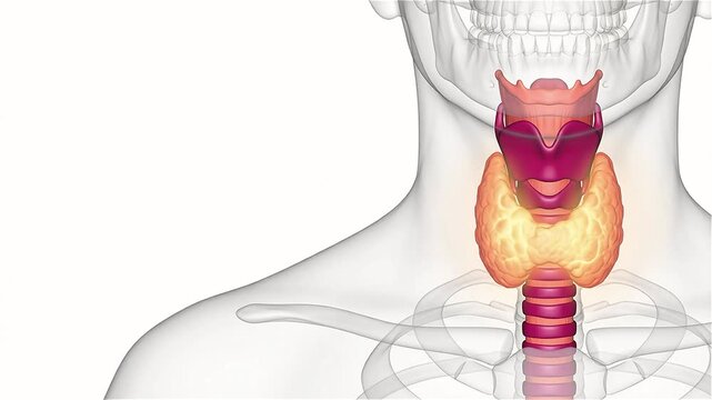 3D Medical Animation of Glowing Human Thyroid Gland on White Background Copy Space