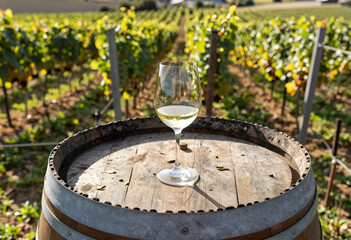 Naklejka premium Wine tasting experience in a vineyard, white wine glass on a wooden barrel, viticulture and winemaking industry