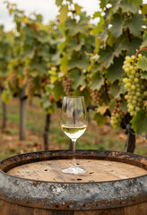 Naklejka premium Wine tasting experience in a vineyard, white wine glass on a rustic barrel with ripe grapes and green leaves