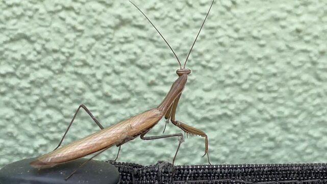 Eine Europ&auml;ische Gottesanbeterin auf einem Gartenstuhl.