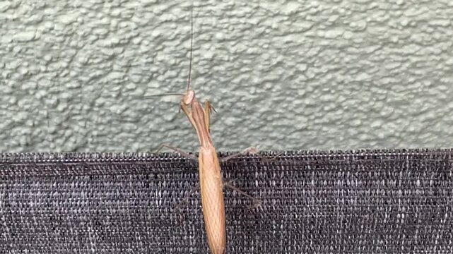 Eine Europ&auml;ische Gottesanbeterin auf einem Gartenstuhl.
