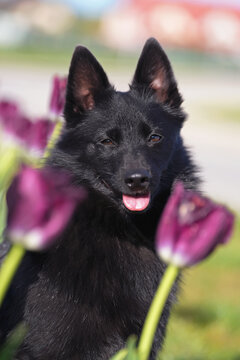 The portrait of a cute Schipperke dog posing outdoors with purple tulips in spring