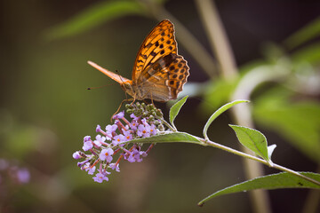 Fritillary butterfly resting on a pine branch © Catello