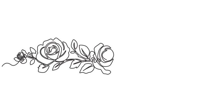 Animated self drawing of continuous line draw rose flower. Full length one line animation. 4K, Animated continuous single line drawing of roses flowers elegance motion, Self, drawing, animation pro
