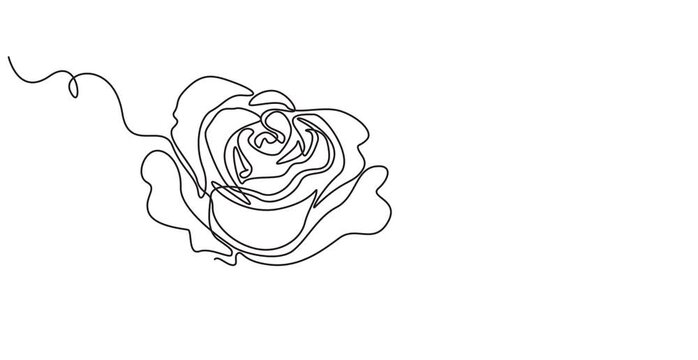 Animated self drawing of continuous line draw rose flower. Full length one line animation. 4K, Animated continuous single line drawing of roses flowers elegance motion, Self, drawing, animation pro