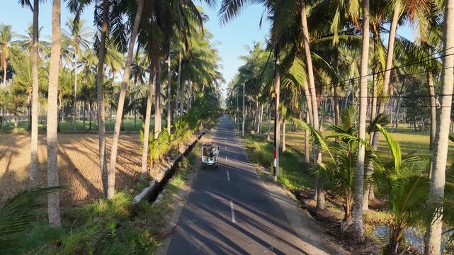 Traditional motorized cart cidomo driving on rural asphalt road lined with tall coconut palm trees and rice fields in Bali Lombok Indonesia sunny day