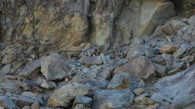 Three Pallas's Cat Kittens with Mother. Mother carrying kitten in her mouth in Ladakh, India.
