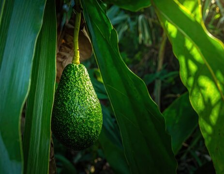 Single green avocado hanging on tree branch.