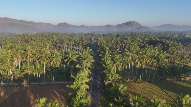 Aerial drone shot of scenic countryside road with green coconut palm trees between harvested brown rice fields in Bali Indonesia during summer morning