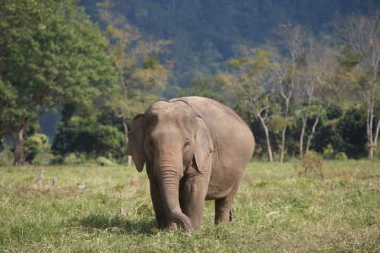 Asian elephant in Thailand