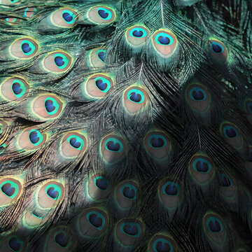 peacock feather background