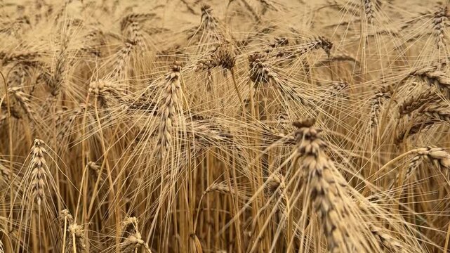 Wide Angle Shot of Dense Wheat Field