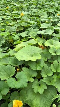 Lush Green Pumpkin Vines and Yellow Flowers